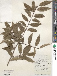 Ilex corallina image