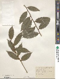 Ilex corallina image