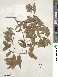 Ilex corallina image