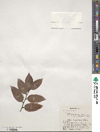 Ilex corallina image