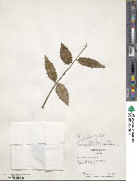 Ilex corallina image