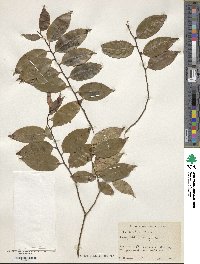 Ilex corallina image