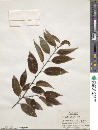 Ilex corallina image