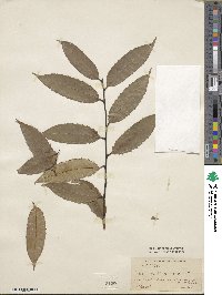 Ilex corallina image