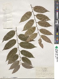 Ilex corallina image