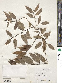 Ilex corallina image