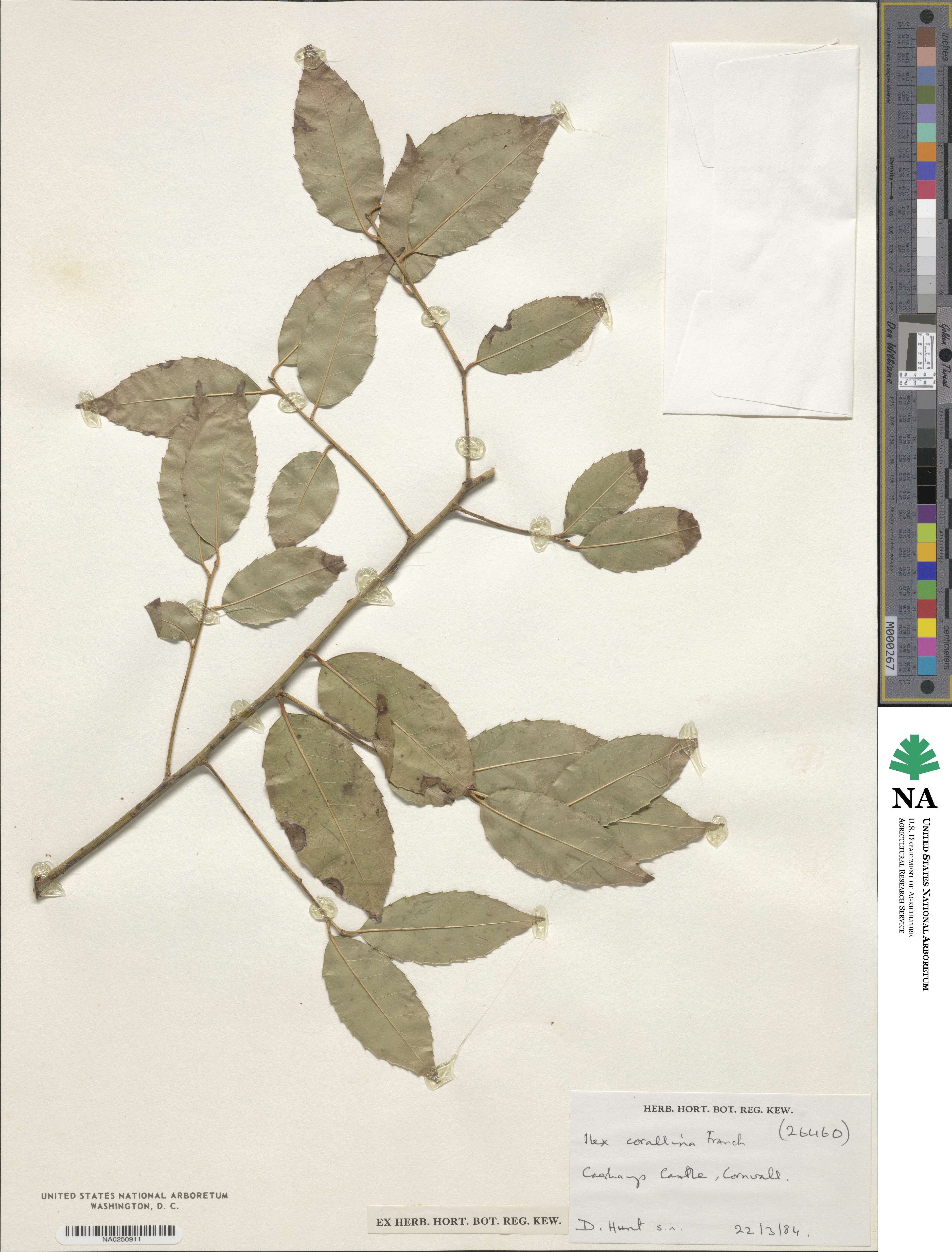 Ilex corallina image