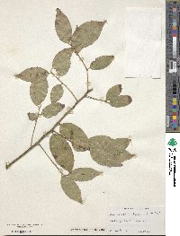 Ilex corallina image