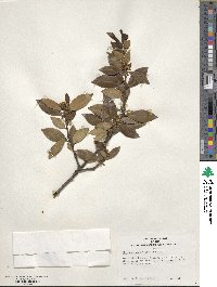Ilex coriacea image