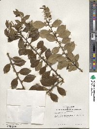 Ilex coriacea image