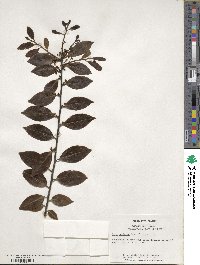 Ilex coriacea image