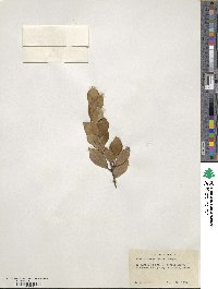 Ilex coriacea image