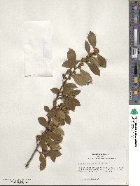 Ilex coriacea image