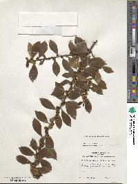 Ilex coriacea image
