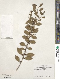 Ilex coriacea image
