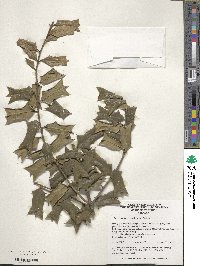 Ilex cornuta image