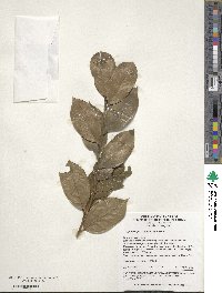 Ilex cornuta image