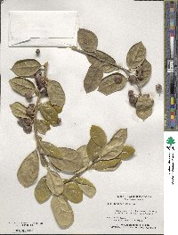 Ilex cornuta image