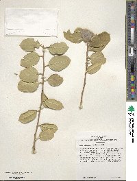 Ilex cornuta image