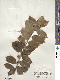 Ilex cornuta image