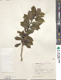 Ilex cornuta image