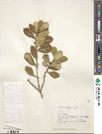 Ilex cornuta image