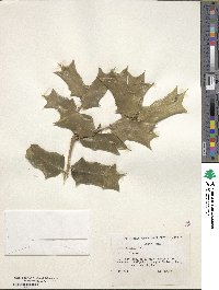 Ilex cornuta image