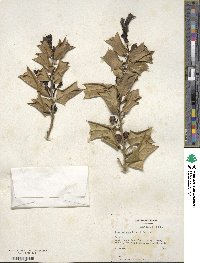 Ilex cornuta image