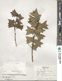 Ilex cornuta image