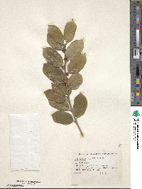 Ilex cornuta image