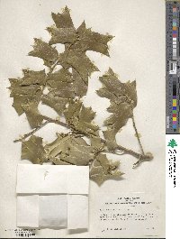 Ilex cornuta image