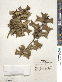 Ilex cornuta image