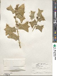 Ilex cornuta image