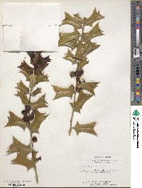 Ilex cornuta image