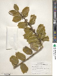 Ilex cornuta image