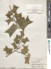 Ilex cornuta image