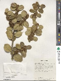 Ilex cornuta image