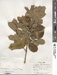 Ilex cornuta image