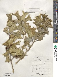 Ilex cornuta image