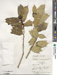 Ilex cornuta image