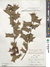 Ilex cornuta image