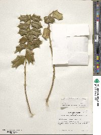 Image Associated With the Occurence