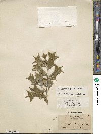 Image Associated With the Occurence