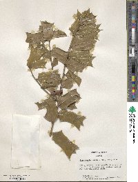 Image Associated With the Occurence