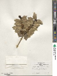Image Associated With the Occurence