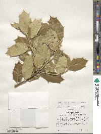 Image Associated With the Occurence