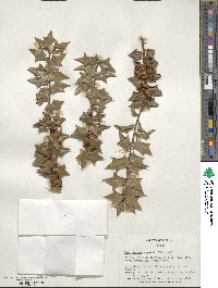 Image Associated With the Occurence