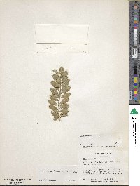 Ilex crenata image