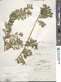 Ilex crenata image