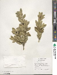 Ilex crenata image